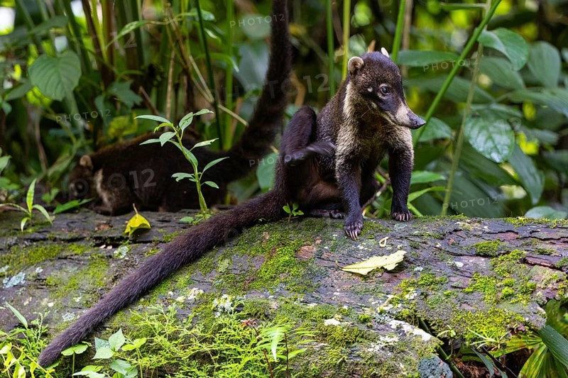 Coati (Nasua narica) on tree trunk, Mammals (Mammalia), Alajuela, Costa Rica
