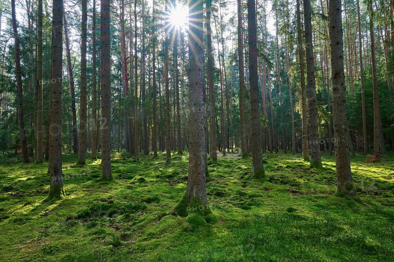 The forest appears peaceful and is illuminated by sunlight streaming through the treetops, Mudau, Odenwald, Baden-Württemberg, Germany
