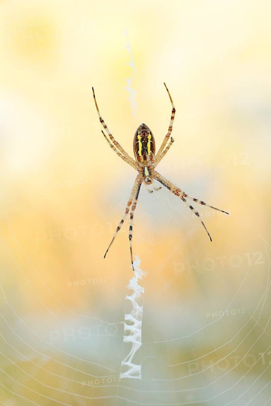Wasp spider (Argiope bruennichi), female in web, North Rhine-Westphalia, Germany