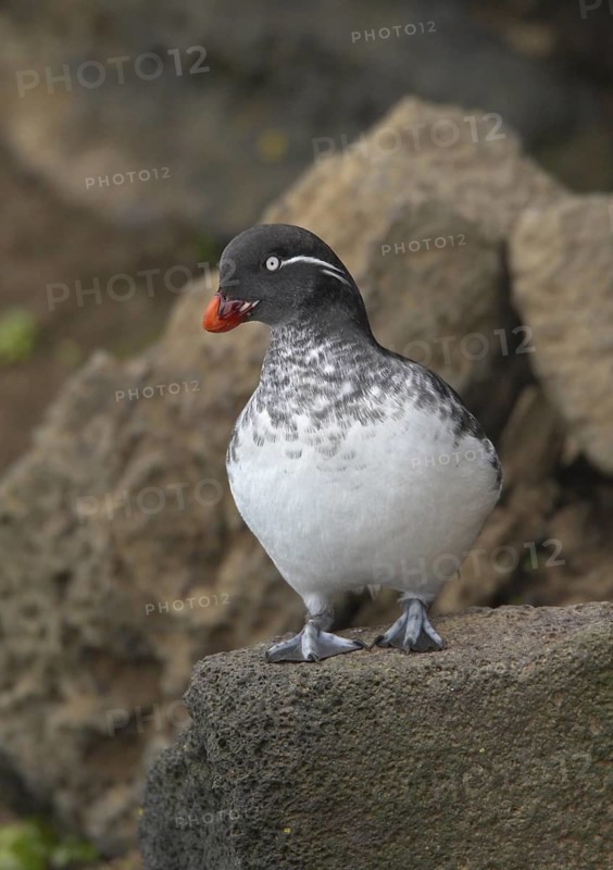 Parakeet Auklet (Aethia psittacula), Alaska, USA
