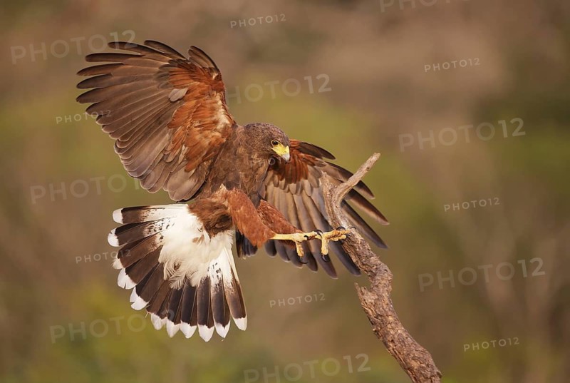 Harris's Hawk (Parabuteo unicinctus) landing on a branch, Texas, USA