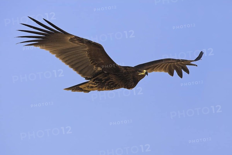 Greater Spotted Eagle (Clanga clanga) flying, Oman