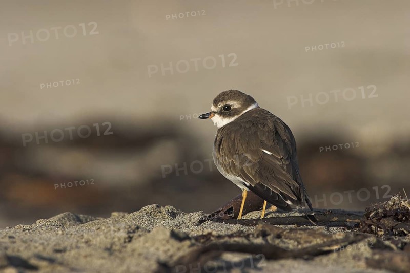 Semipalmated Plover (Charadrius semipalmatus), Costa Rica