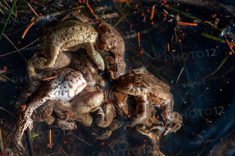 Bufo bufo, common toad, toad, amphibians, amphibians, spring, amphibians, mating, spring