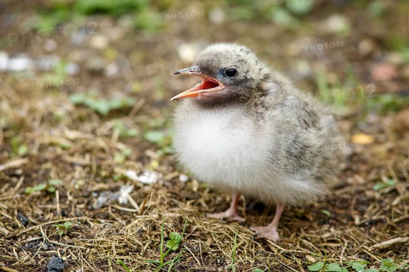 Arctic Tern (Sterna paradisaea), chick, Farne Islands, United Kingdom