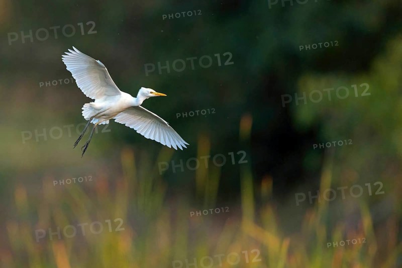 Cattle egret (Bubulcus ibis), flight photo, Raysut, Salalah, Dhofar, Oman