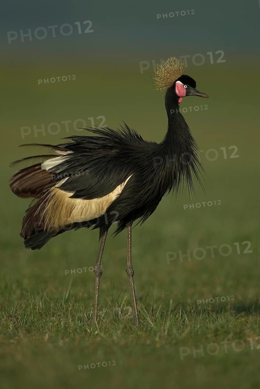 Black Crowned Crane (Balearica pavonina), Lake Awasa, Ethiopia