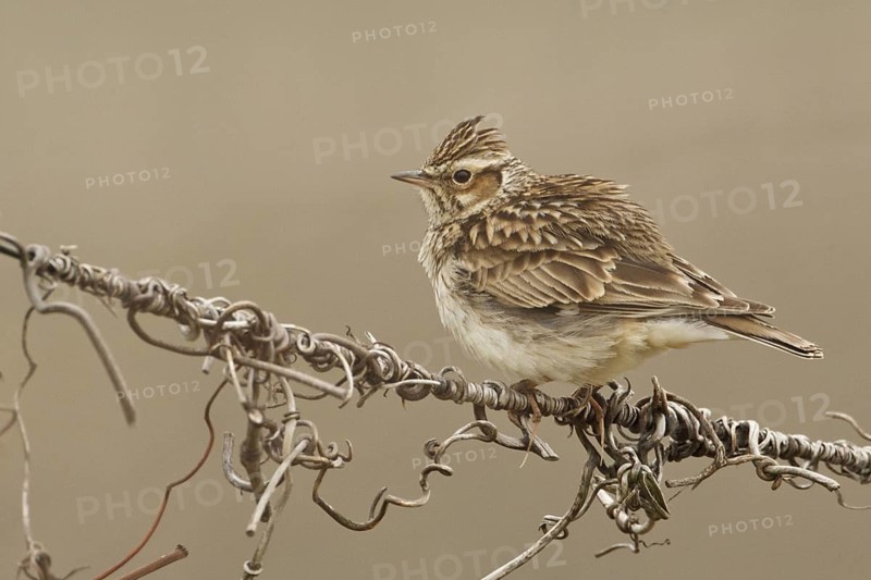 Woodlark (Lullula arborea), Rhineland-Palatinate, Germany