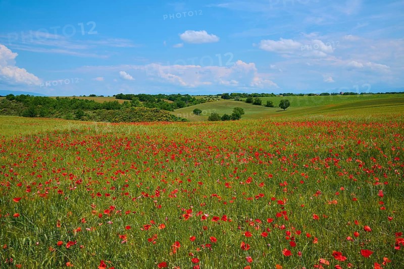 Flower meadow with poppies (Papaver), in the background trees, green fields and a slightly overcast sky, summer, Valensole, Alpes-de-Haute-Provence, Provence-Alpes-Cote d'Azur, France