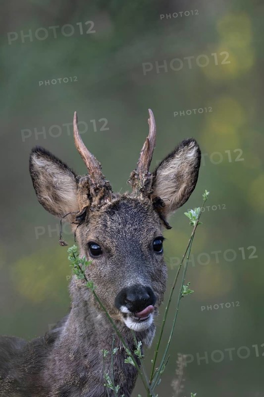 Roebuck in spring, Bitburg, Rhineland-Palatinate, Germany