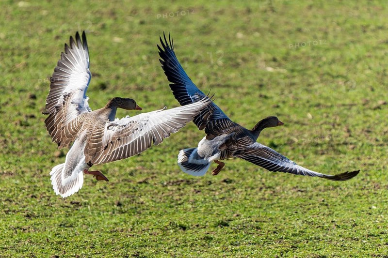 Two geese preparing to land on the meadow, grey goose (Anser anser), wildlife, Germany
