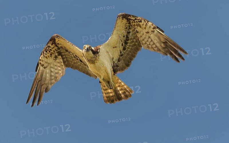 Fischadler (Pandion haliaetus) beim Überflug