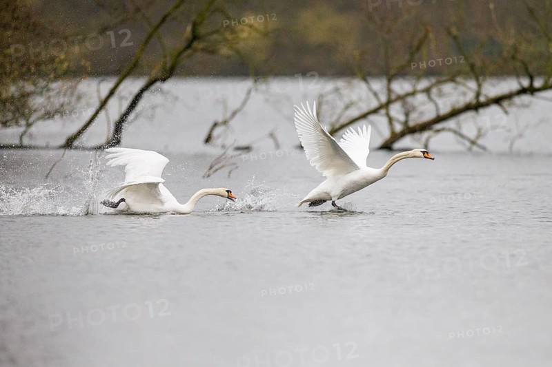 Mute swans (Cygnus olor), Germany