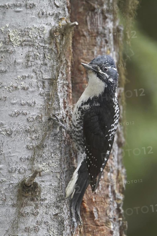 American Three-toed Woodpecker (Picoides dorsalis) female, British Columbia, Canada