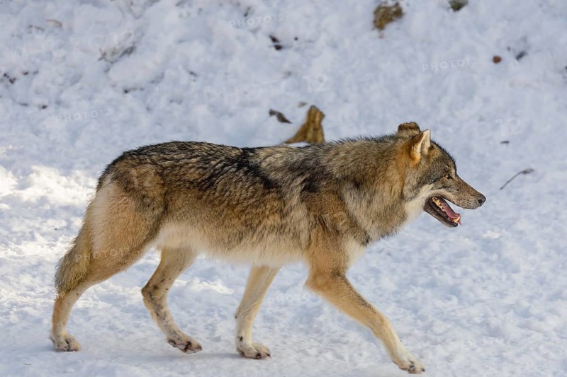 An adult male grey wolf (Canis lupus lupus) walks across the snow-covered meadow at the edge of the forest on a cold, sunny day