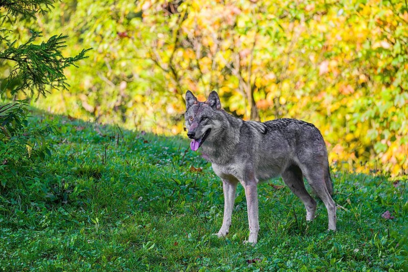 A eurasian gray wolf (Canis lupus lupus) stands on a hill, observing the area. A forest in fall colors in the background