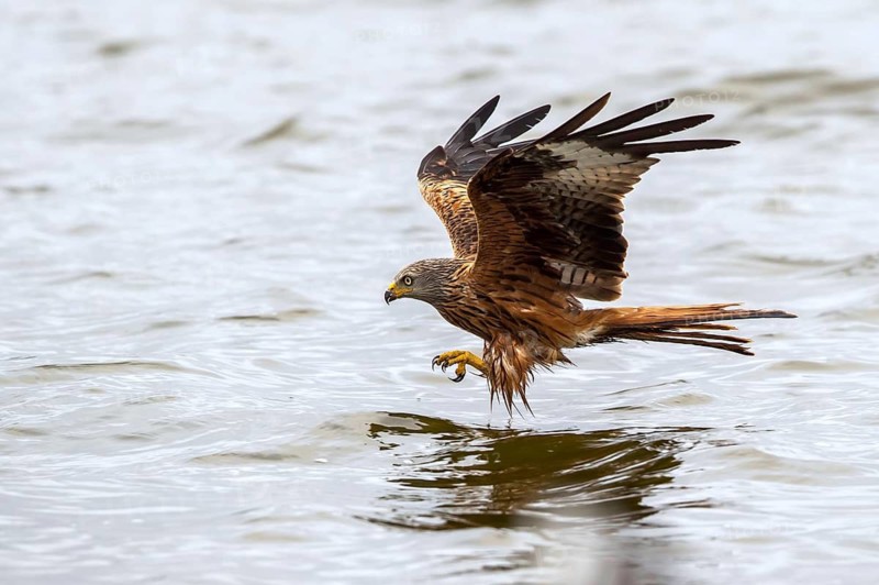 Red Kite (Milvus milvus) hunting, Mecklenburg-Western Pomerania, Germany