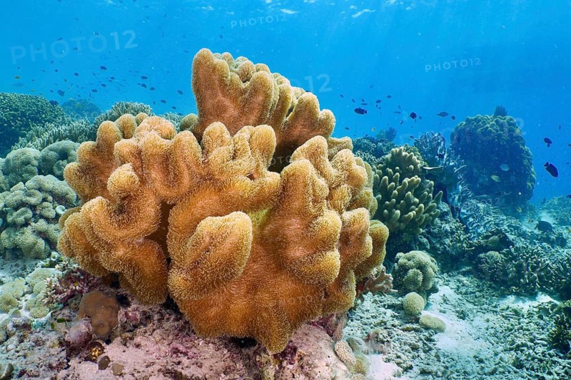 Mushroom leather coral (Sarcophyton glaucum) in a sunny underwater paradise, dive site Coral Garden, Menjangan, Bali, Indonesia