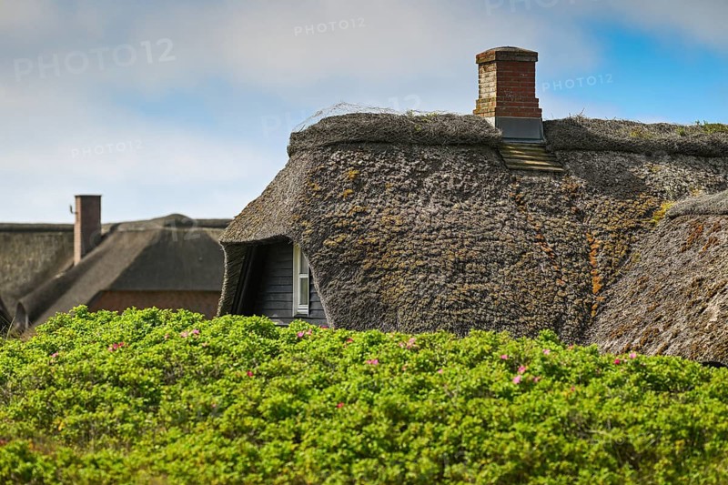 Traditional thatched cottages surrounded by bushes of dog rose (Rosa canina), Houvig, Ringkøbing Fjord, Denmark