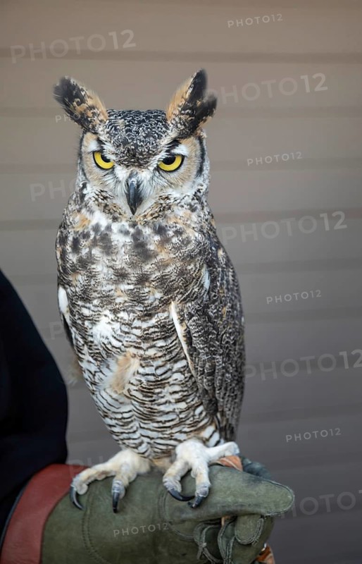 Lakewood, Colorado, A great horned owl was on display at the pre-Halloween Haunted Trail event at Bear Creek Lake Park