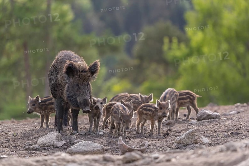One adult female wild boar or wild pig (Sus scrofa), with a group of piglets standing on an opening searching for food, with a green forest in the background
