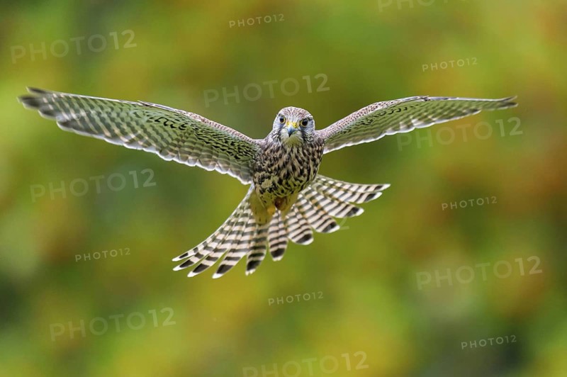 Common Kestrel (Falco tinnunculus) female flying, Lower Saxony, Germany