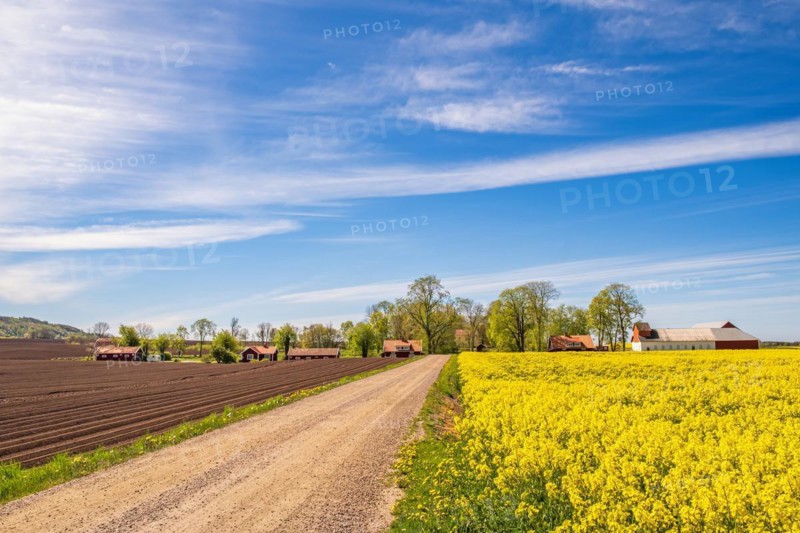 Gravel road to a small village in the countryside with flowering rapeseed field a sunny spring day, Sweden