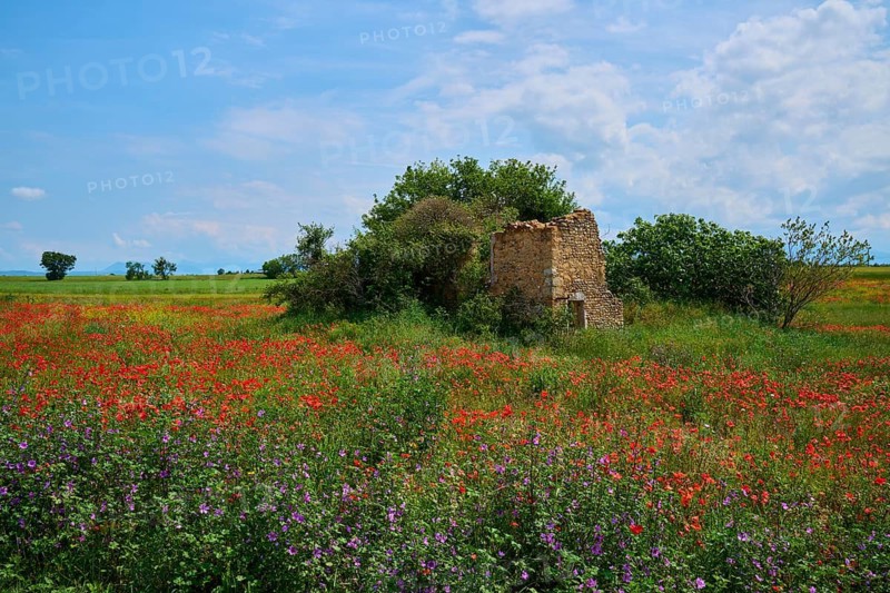 Meadow with poppies (Papaver), and abandoned ruin surrounded by trees, summer, Valensole, Alpes-de-Haute-Provence, Provence-Alpes-Cote d'Azur, France