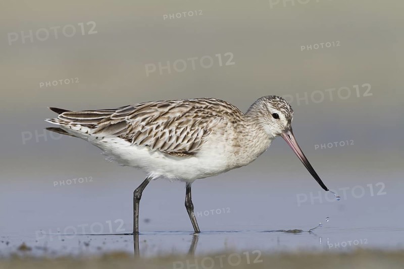 Bar-tailed Godwit (Limosa lapponica) foraging, Oman
