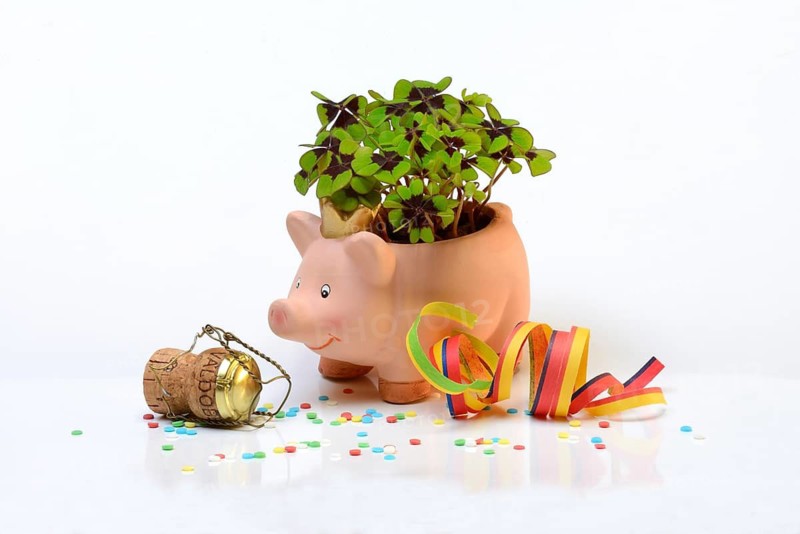 Lucky ceramic pig with shamrock plant and champagne cork, New Year