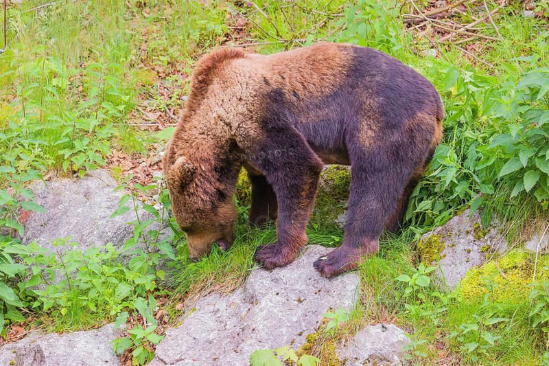 A young male Eurasian brown bear (Ursus arctos arctos) runs down a hill across a green meadow