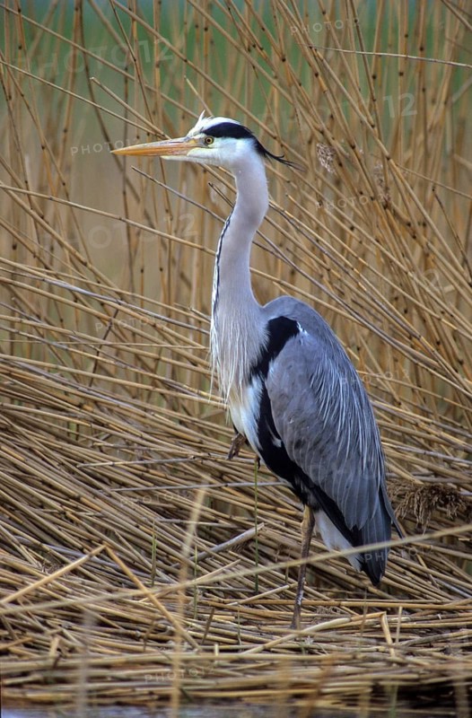 Ardea cinerea, heron, gray heron, birds, ciconiiformes, high size, portrait format, leo, heron, walking birds, waitbirds, birds