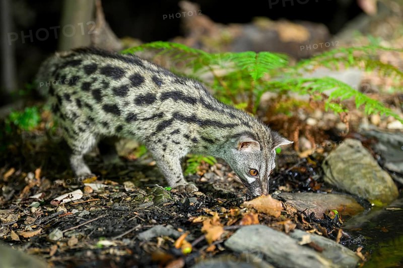 Common genet (Genetta genetta), wildlife in a forest, Montseny National Park, Catalonia, Spain