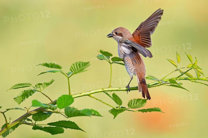 Red-backed shrike (Lanius collurio), Pie-griËche Ècorcheur, AlcaudÛn Dorsirrojo, Spider, spider, Hockenheim, Baden-W¸rttemberg, Germany