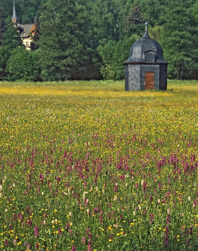Broad-leaved fingerroot, broad-leaved cuckoo flower, broad-leafed orchid, dactylorhiza majalis, Germany, Greiz, Greizer Park, Hammerwiesen, orchidaceae, orchids, orchids, orchids, Thuringia, Thuringia, broad-leaved marsh orchid, common marsh orchid, fan orchid, wetmeadow, flora, spring, high size, portrait, landscape, landscape park, plants, plants, Vogtland, meadow