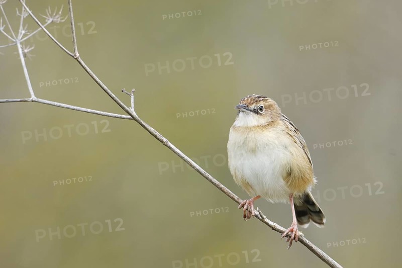 Zitting Cisticola (Cisticola juncidis), Mallorca, Spain