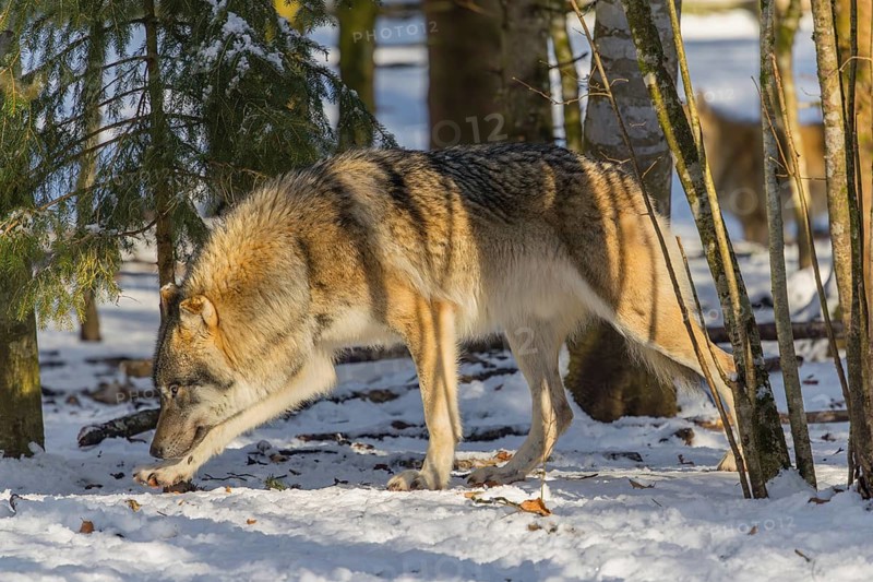 An adult male grey wolf (Canis lupus lupus) walks across the snowy forest floor on a cold, sunny day