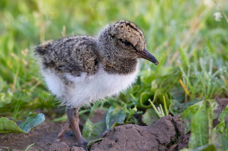 Eurasian Oystercatcher (Haematopus ostralegus) chick, Texel, Netherlands