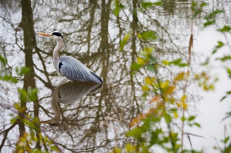 A grey heron (Ardea cinerea) stands in the water, surrounded by autumnal nature and trees reflected in the water, Hesse, Germany