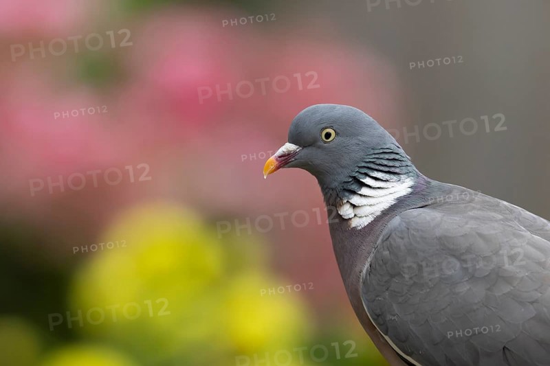 Wood pigeon (Columba palumbus) adult garden bird head portrait, Suffolk, England, United Kingdom