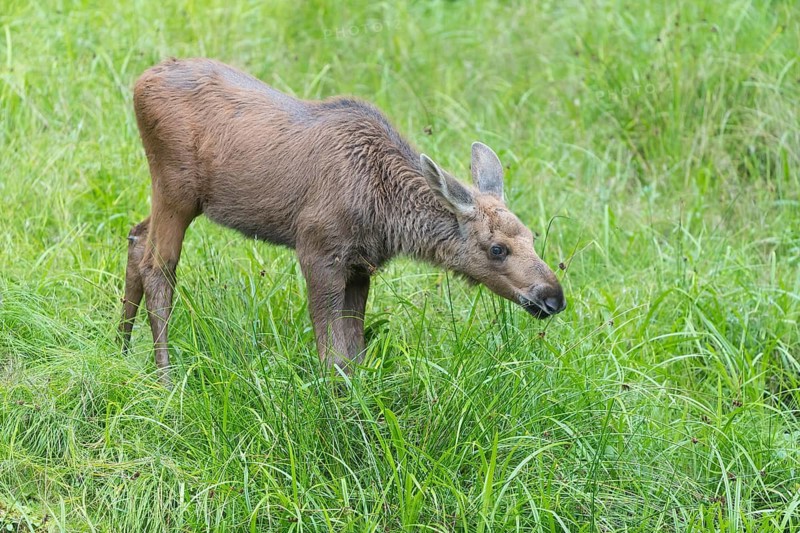 Moose (Alces alces) calf standing on a wet meadow. Green grass around