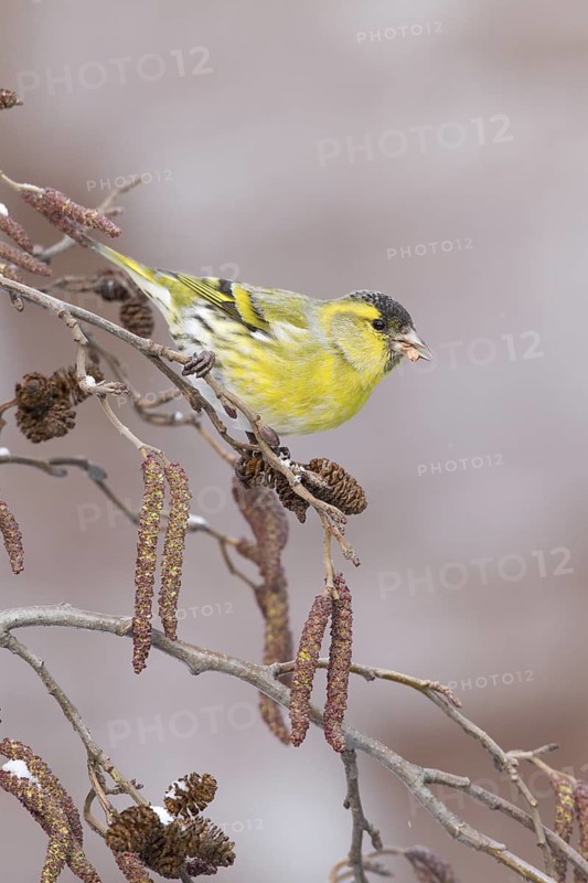 Eurasian Siskin (Spinus spinus) male, St. Gallen, Switzerland