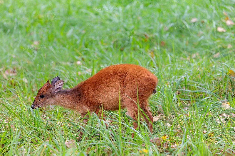 A female red forest duiker, Natal duiker or Natal red duiker (Cephalophus natalensis) grazes on a green meadow