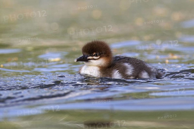 Common Merganser (Mergus merganser) chick, Mecklenburg-Western Pomerania, Germany