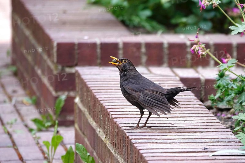 Blackbird with food on a wall, May, Germany