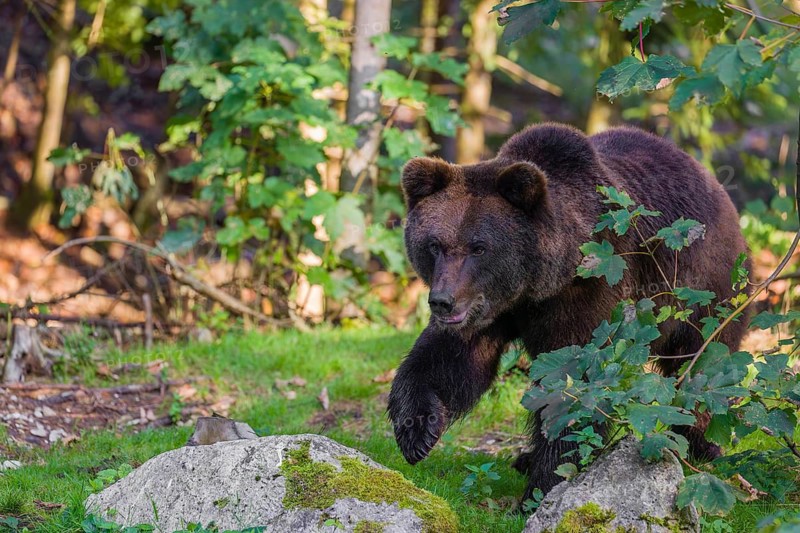 A young male Eurasian brown bear (Ursus arctos arctos) stands on a forest edge behind green vegetation, watching something