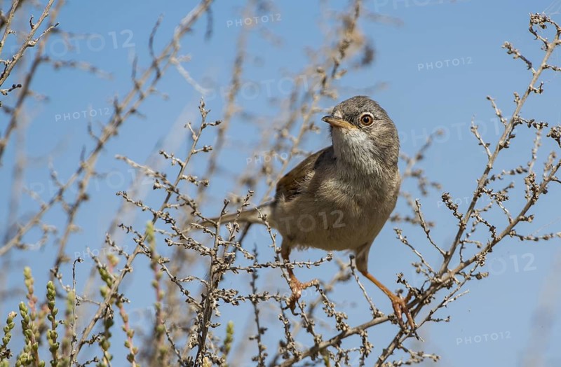 Spectacled Warbler (Sylvia conspicillata) female, Fuerteventura, Spain