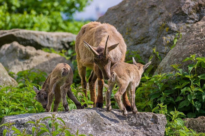 One adult female ibex (Capra ibex) and two of her babies standing on rocks