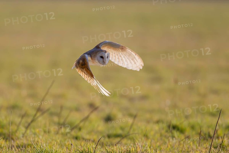 Barn owl (Tyto alba) adult bird in flight hunting during the day, Norfolk, England, United Kingdom