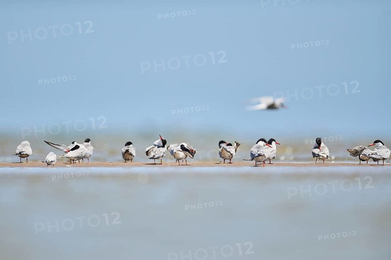 Elegant tern (Thalasseus elegans) standing on a sandbank, hunting, ebro delta, Catalonia, Spain